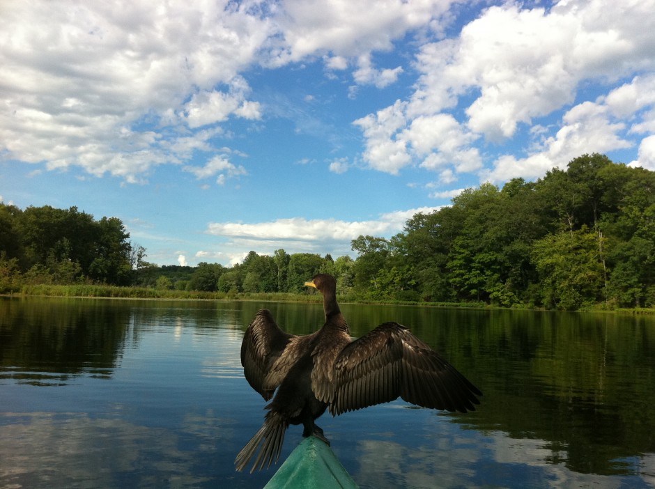 Animal Guides - The Cormorant